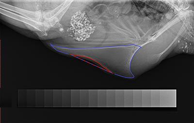 The Role of Egg Production in the Etiology of Keel Bone Damage in Laying Hens